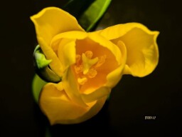 TULIP